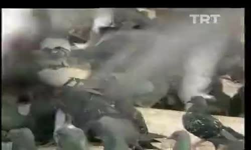 Bora Ayanoğlu-Beyaz Güvercin izle