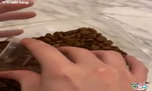 Sahibinin Tasarrufa Gitmesine Sinirlenen Köpek 