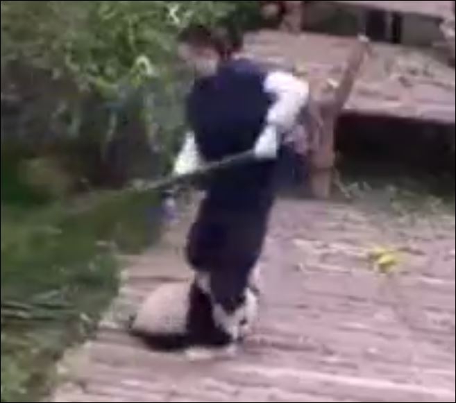 Bakıcısından Ayrılmayan Panda