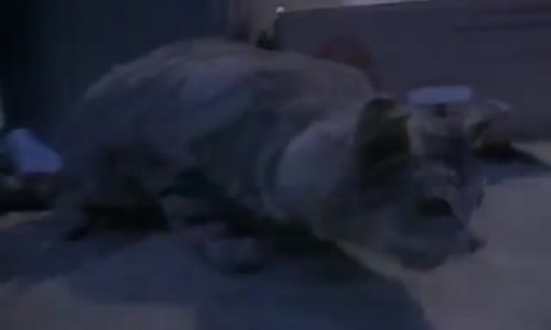 The Love cats