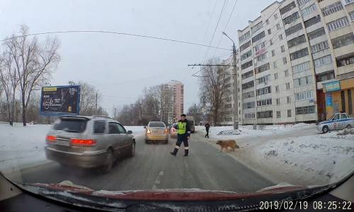 Engelli Köpek İçin Trafiği Durduran Polis