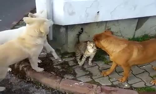 3 Köpeğe Kafa Tutan Cesur Kedi