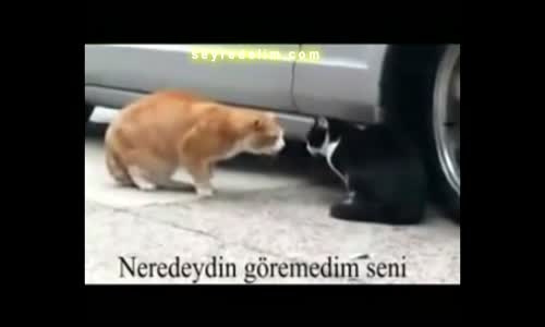 sevgilisine kızan kedi :)