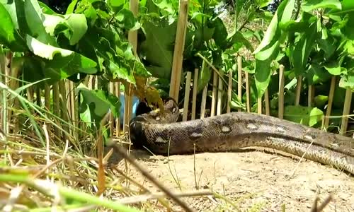 Kaydı Olmasa İnanmayacağınız Yılan Avı