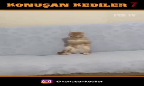 Konuşan Kediler 7 - En Komik Kedi Videoları