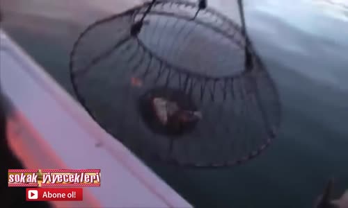 Bu Istakozun Vay Haline!!!