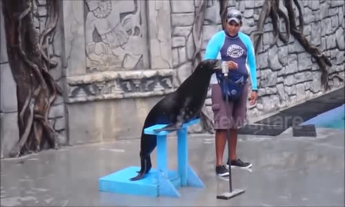 Hayvanların En Komik Videoları