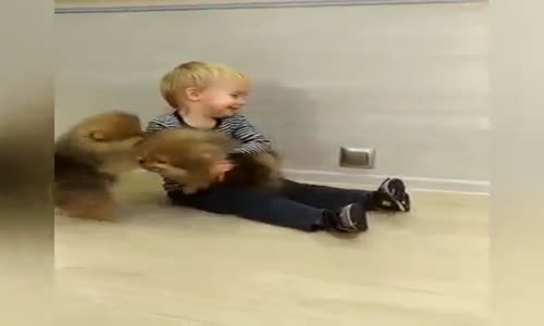 Köpeklerle Eğlenen Çocuğun Mutluluğu