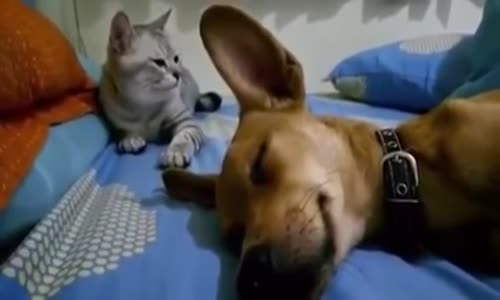Uykusunda Gaz Çıkaran Köpeğe Kedinin Tepkisi