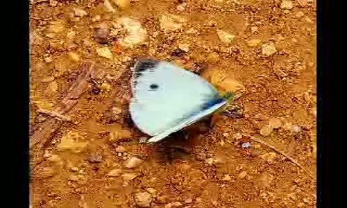  İbrahim Sadri   Yağmur Sonrası