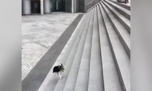 Kendi Kendine Oyun Oynayan Sevimli Köpek