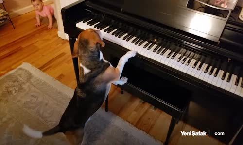 Sevimli Minikten Piyano Çalan Köpeğe Güldüren Müdahale