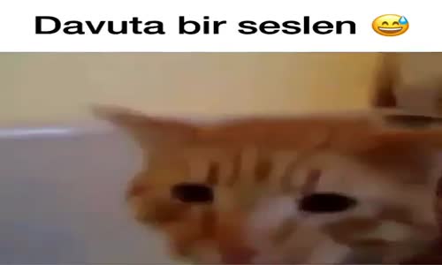 Davuta Seslenen Sevimli Kedicik