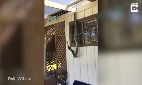 Mutfak Penceresinde Yılanların Çiftleşme Dansı