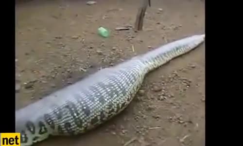 Dev Yılanın İçinden Çıkan Yaratık