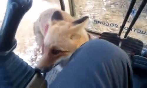 Tilki Direksiyona Başına Geçerse