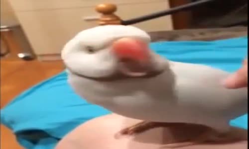 Sevilince Şımarıklıktan Konuşmaya Başlayan Kuş