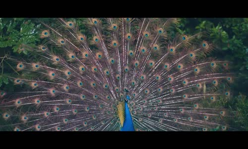 Bahar Başar - Sahi mi