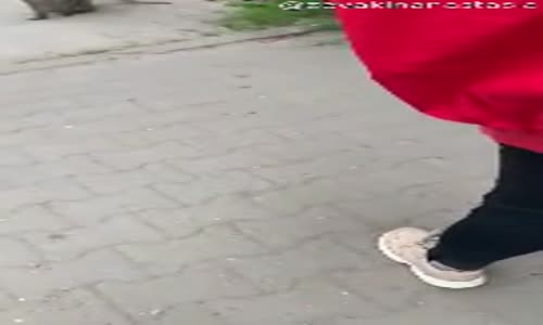 Kadının Ödünü Patlatan Maymun 