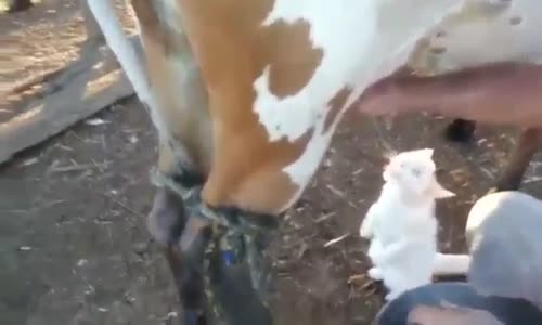 İnekten Süt Emen Kedi