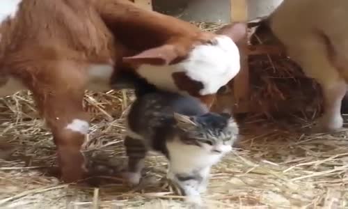 Kedi İle Buzağının Eğlendiği Anlar 