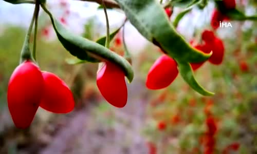 Yurt Dışında Gördüğü Meyveyi Yetiştirmeye Başladı Yılda 300 Bin TL Kazanmayı Hedefliyor