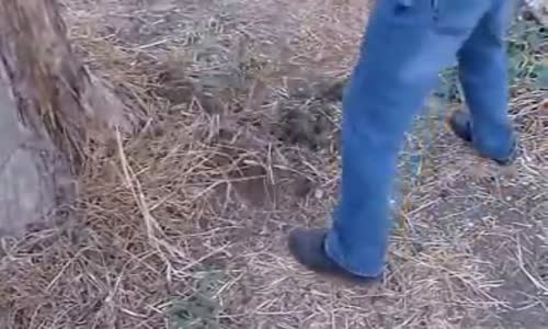 Ağaç Kökünde Define Buldu