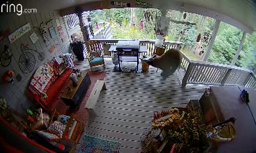 Çöp Kutusu Hırsızı Ayı 