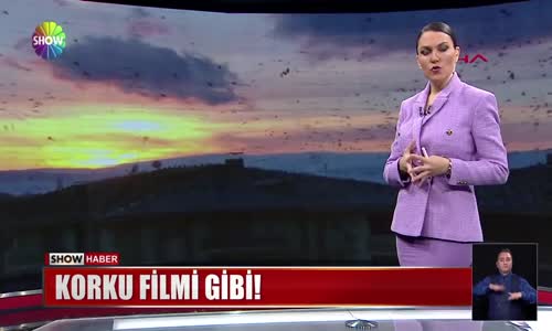 Ardahan'ı kargalar bastı! 