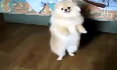 Köpekten Harika Dans