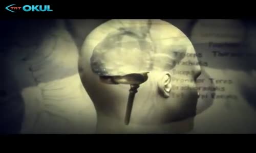 Anatomi Atlası - 17. Bölüm Adrenalin - TRT Okul