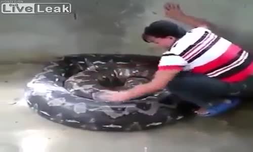 Anakondanın Günlük Bakımını Yapan Abla