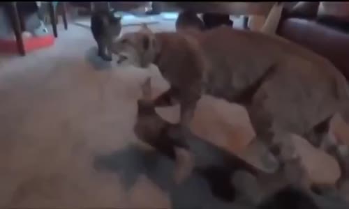 Heykel Kediden Korkan Kediler