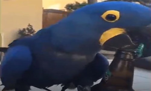 Bira Kapağını Açan Sevimli Kuş