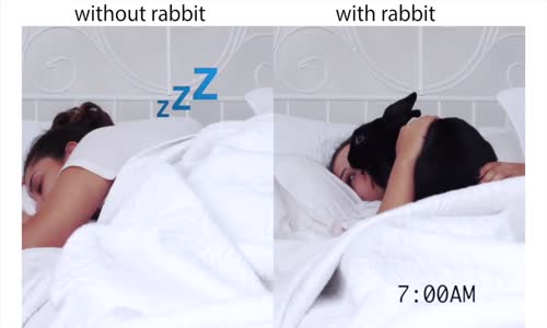 Tavşanlı-Tavşansız Hayat