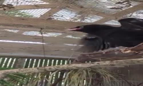 Yemek Yerken Hunharca Çığlık Atan Kuş