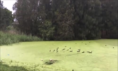 Köpeğin Hevesi Kursağında Kaldı