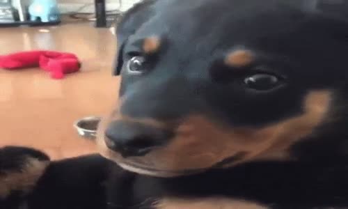 Çok Alımlı Bakan Köpek