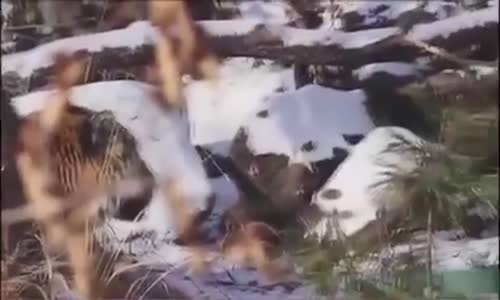 Kaplan Ve Keçinin Şaşırtan Dostluğu