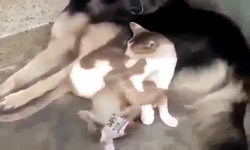 Kedi,Köpek ve Maymun Beraber Kapı Önünde Oynaması
