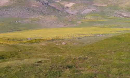 Özcan Deniz   Gelesin 