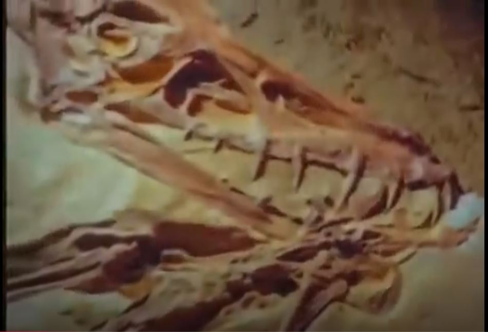 Tarih Öncesi İnsanlar  Belgesel [Türkçe Dublaj]