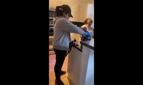 Açlıktan Gözü Dönen Kedi 