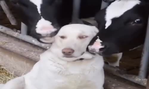 Kendini İneklere Yalatan Köpek
