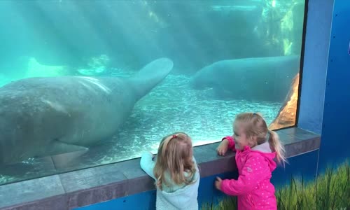 Komik Hayvan Videoları