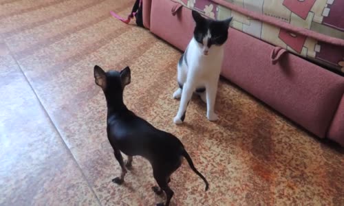 Kedi Köpe Dalaşı Böyle Görülmedi ! Hadi Canım Sende