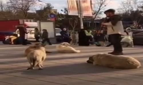 Klarnetten Nefret Eden Sokak Köpekleri