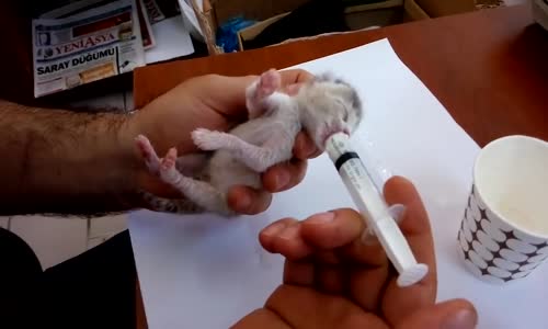 Şırıngayla Yavru Kedi Besleme