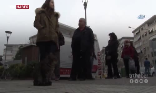 Süt Sırasına Bekleyen Medeni Kedi