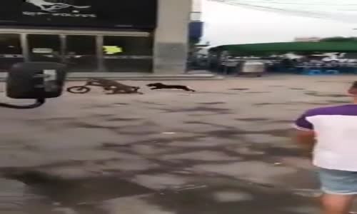 Bisikleti Kaçıran Maymunun Köpeği Delirtmesi